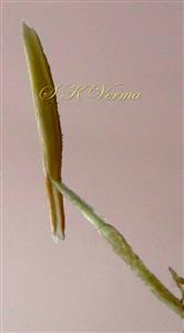  Stamen